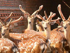 郑州收售梅花鹿