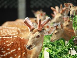 登封收售梅花鹿