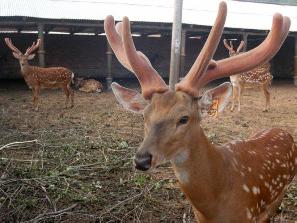 登封收售梅花鹿-价格