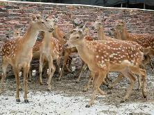 洛阳收售梅花鹿